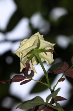 Bahçedeki güzel beyaz gül çiçekleri, çiçek kavramı...