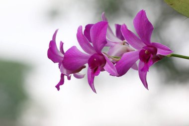 bahçede büyüyen güzel pembe çiçekler