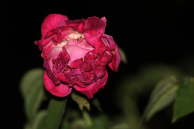 bahçede büyüyen güzel pembe çiçekler