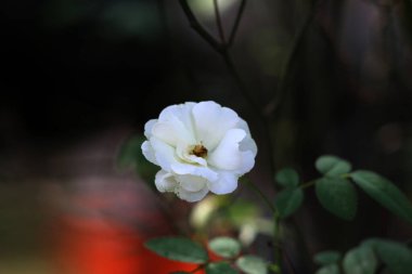 Bahçedeki güzel beyaz gül çiçekleri, çiçek kavramı...