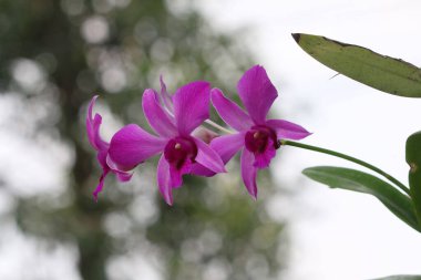 bahçede büyüyen güzel pembe çiçekler