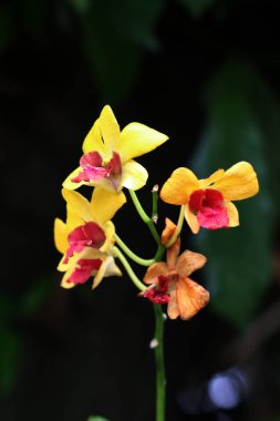 güzel sarı çiçekler bahçede büyüyen