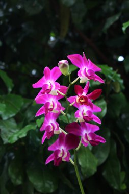 bahçede büyüyen güzel pembe çiçekler