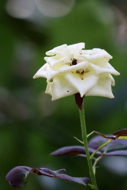 Bahçedeki güzel beyaz gül çiçekleri, çiçek kavramı...