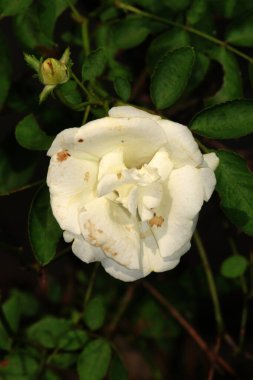 Bahçedeki güzel beyaz gül çiçekleri, çiçek kavramı...