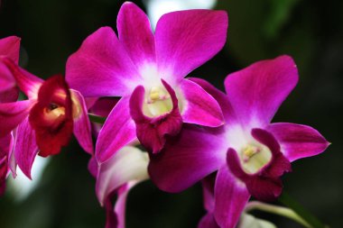 bahçede büyüyen güzel pembe çiçekler