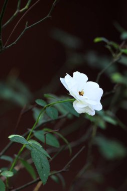 Bahçedeki güzel beyaz gül çiçekleri, çiçek kavramı...