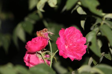 bahçede büyüyen güzel pembe çiçekler