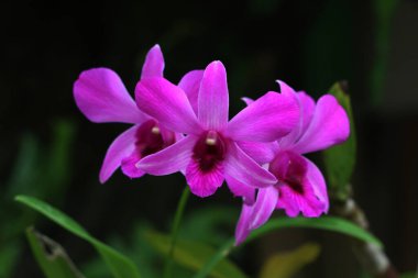 bahçede büyüyen güzel pembe çiçekler