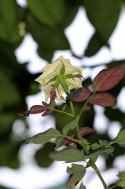 Bahçedeki güzel beyaz gül çiçekleri, çiçek kavramı...