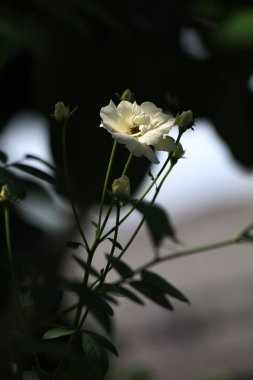 Bahçedeki güzel beyaz gül çiçekleri, çiçek kavramı...