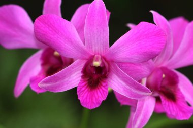 bahçede büyüyen güzel pembe çiçekler