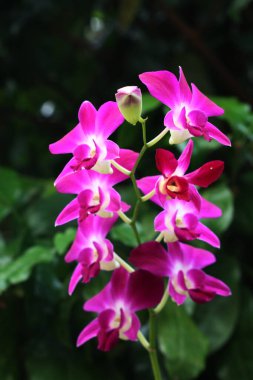 bahçede büyüyen güzel pembe çiçekler