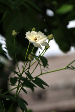 Bahçedeki güzel beyaz gül çiçekleri, çiçek kavramı...