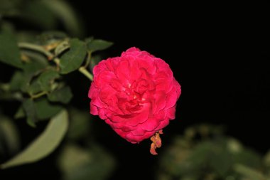 bahçede büyüyen güzel pembe çiçekler