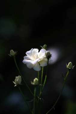 Bahçedeki güzel beyaz gül çiçekleri, çiçek kavramı...