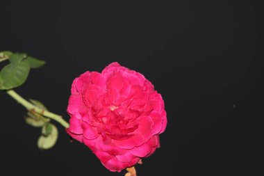 bahçede büyüyen güzel pembe çiçekler