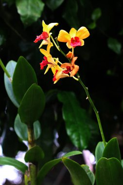 güzel sarı çiçekler bahçede büyüyen