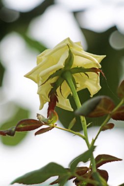 Bahçedeki güzel beyaz gül çiçekleri, çiçek kavramı...