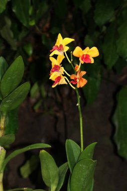 güzel sarı çiçekler bahçede büyüyen