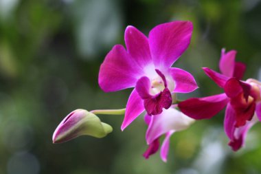 bahçede büyüyen güzel pembe çiçekler