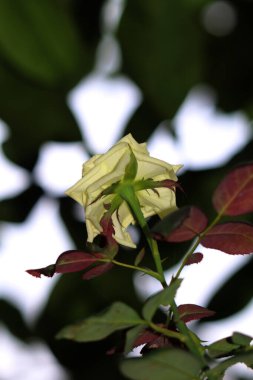 Bahçedeki güzel beyaz gül çiçekleri, çiçek kavramı...