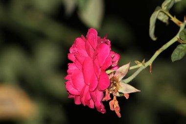 bahçede büyüyen güzel pembe çiçekler