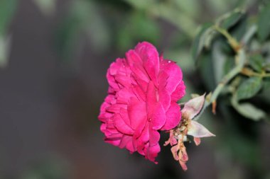 bahçede büyüyen güzel pembe çiçekler