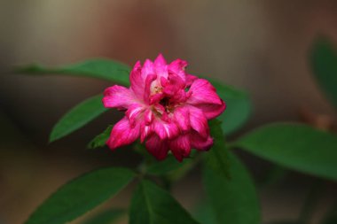 bahçede büyüyen güzel pembe çiçekler