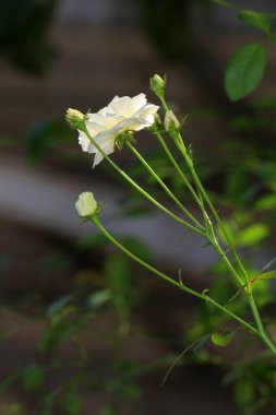 Bahçedeki güzel beyaz gül çiçekleri, çiçek kavramı...