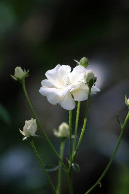 Bahçedeki güzel beyaz gül çiçekleri, çiçek kavramı...