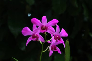 bahçede büyüyen güzel pembe çiçekler