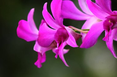 bahçede büyüyen güzel pembe çiçekler