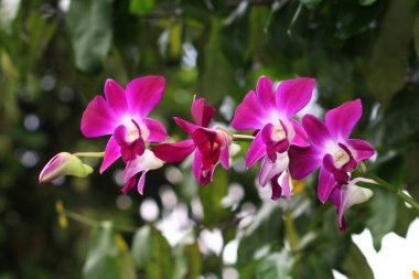 bahçede büyüyen güzel pembe çiçekler