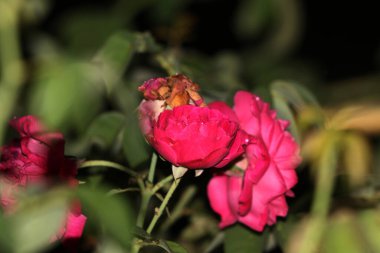 bahçede büyüyen güzel pembe çiçekler