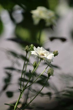 Bahçedeki güzel beyaz gül çiçekleri, çiçek kavramı...