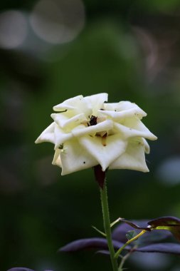 Bahçedeki güzel beyaz gül çiçekleri, çiçek kavramı...