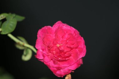 bahçede büyüyen güzel pembe çiçekler