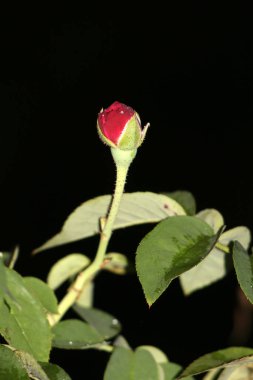 Siyah arkaplanda kırmızı gül tomurcukları