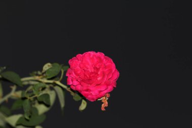 bahçede büyüyen güzel pembe çiçekler