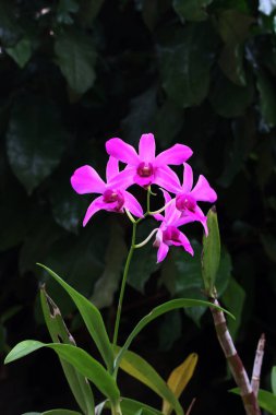 bahçede büyüyen güzel pembe çiçekler