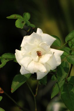 Bahçedeki güzel beyaz gül çiçekleri, çiçek kavramı...