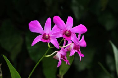 bahçede büyüyen güzel pembe çiçekler