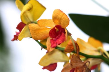 güzel sarı çiçekler bahçede büyüyen