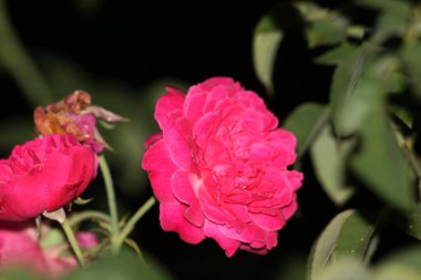 bahçede büyüyen güzel pembe çiçekler