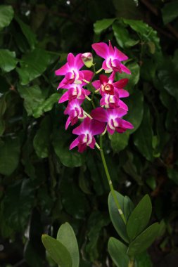 bahçede büyüyen güzel pembe çiçekler