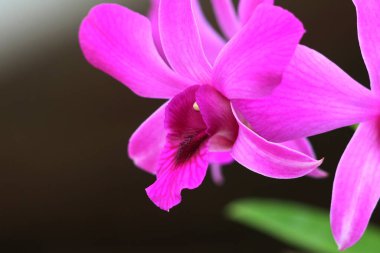 bahçede büyüyen güzel pembe çiçekler