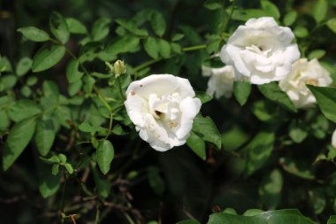 Bahçedeki güzel beyaz gül çiçekleri, çiçek kavramı...