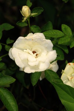 Bahçedeki güzel beyaz gül çiçekleri, çiçek kavramı...