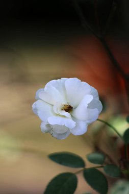 Bahçedeki güzel beyaz gül çiçekleri, çiçek kavramı...